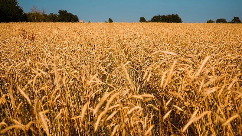 featured__blog-the-way-we-bake_800x450